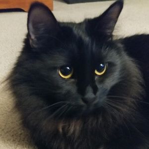 Meet your Posher, Ophelia